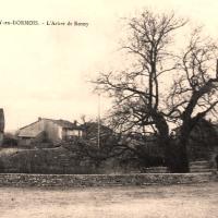 Cernay-en-Dormois (51) L'arbre de Rosny CPA