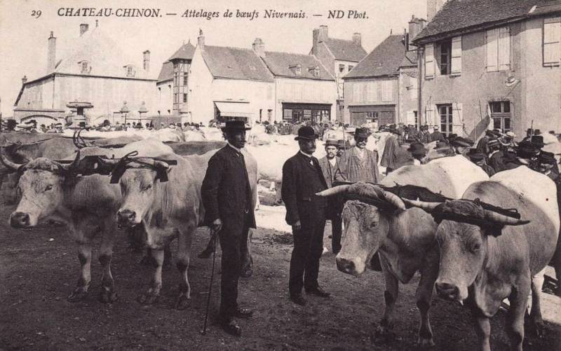 Château-Chinon (Nièvre) Les attelages de boeufs CPA