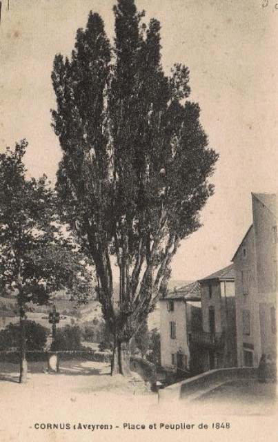 Le peuplier de 1848 (cpa)