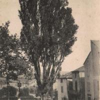 Le peuplier de 1848 (cpa)