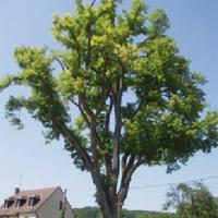 Dornecy (Nièvre) Le tilleul de Sully