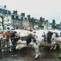 Fauville en caux seine maritime foire