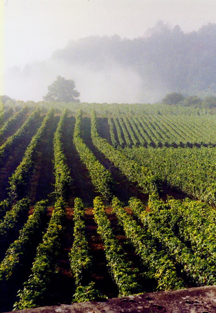 La Rochepot (Côte d'Or) Le vignoble