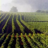 Le vignoble
