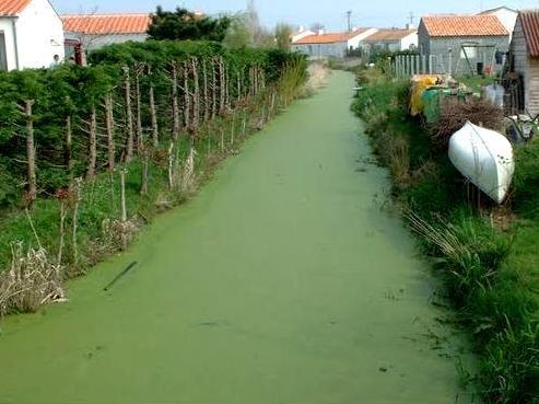 Le Perrier (Vendée) Un canal