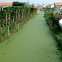 Le Perrier (Vendée) Un canal