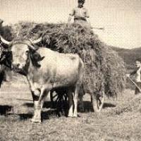 Un attelage à Mélagues (cpa)