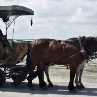 Mont saint michel manche le mont les navettes les maringottes