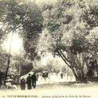 Noirmoutier-en-l'Ile (Vendée) Bois de La Chaise CPA
