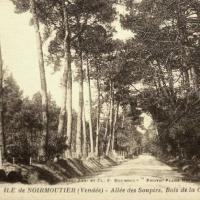 Noirmoutier-en-l'Ile (Vendée) Bois de La Chaise CPA