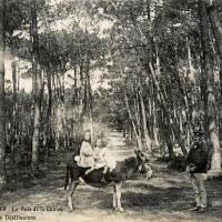 Noirmoutier-en-l'Ile (Vendée) Bois de La Chaise CPA