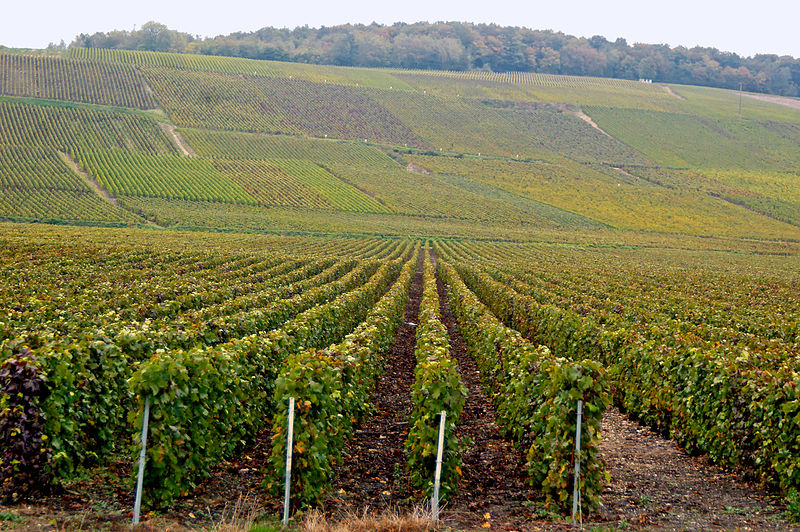 Passy-sur-Marne (Aisne) le vignoble