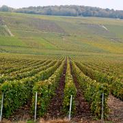 Passy-sur-Marne (Aisne) le vignoble