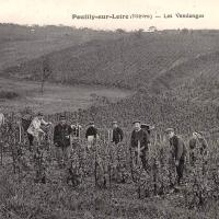 Les vendanges CPA
