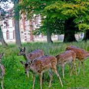 Rozoy-Bellevalle (Aisne) le château les daims