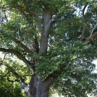 Rozoy-Bellevalle (Aisne) le chène Jean de La Fontaine