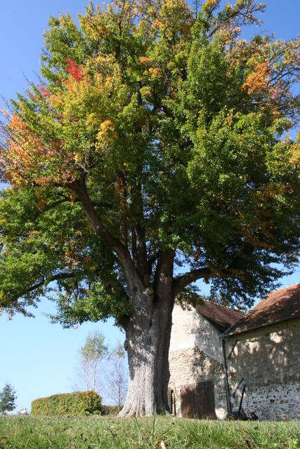Rozoy-Bellevalle (Aisne) le vieux poirier commun
