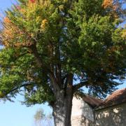 Rozoy-Bellevalle (Aisne) le vieux poirier commun