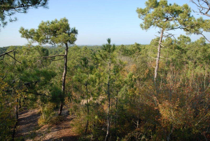 Saint-Hilaire-de-Riez (Vendée) La forêt