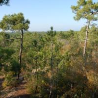 Saint-Hilaire-de-Riez (Vendée) La forêt