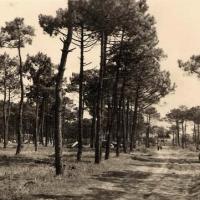 Saint-Jean-de-Monts (Vendée) Le sous-bois en 1949