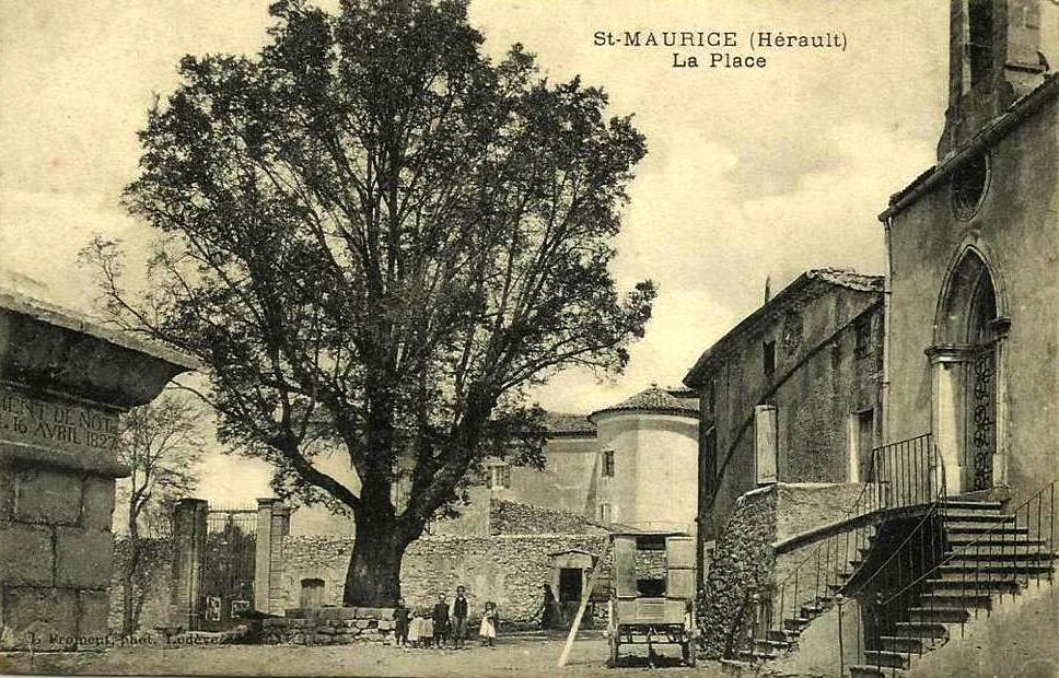 Saint-Maurice-Navacelles (Hérault) La place de l'Ormeau CPA