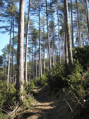 Parlatges, la forêt