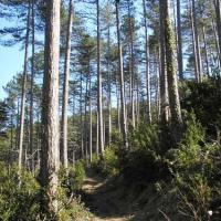 Parlatges, la forêt