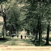 Stenay (Meuse) Cervisy, l'avenue des tilleuls CPA