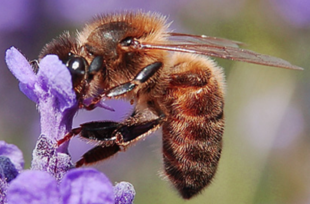 Abeille noire cevenole
