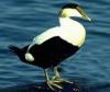 Eider a duvet